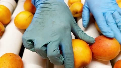Woman in rubber gloves sorting apricots on a production line. Stock Footage 305160627