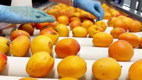 Woman in rubber gloves sorting apricots on a production line. Stock Footage 305160698