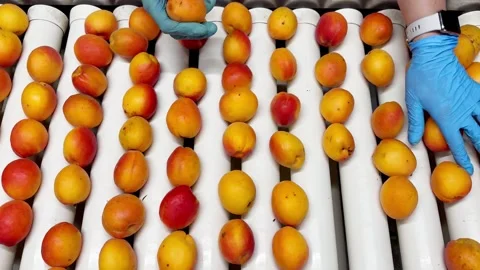 Woman in rubber gloves sorting apricots on a production line. Stock Footage 305160832