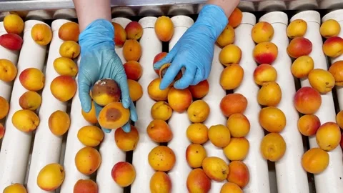 Woman in rubber gloves sorting apricots on a production line. Stock Footage 305160978