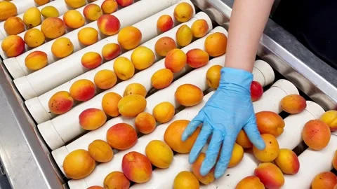 Woman in rubber gloves sorting apricots on a production line. Stock Footage 305161082