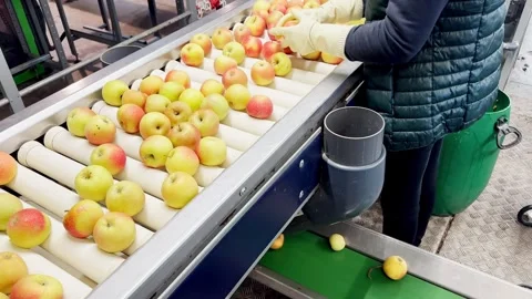 Woman in rubber gloves sorting Dalinsweet apples on a production line Video stock 305162299