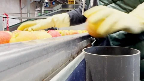 Woman in rubber gloves sorting Dalinsweet apples on a production line Video stock 305162301