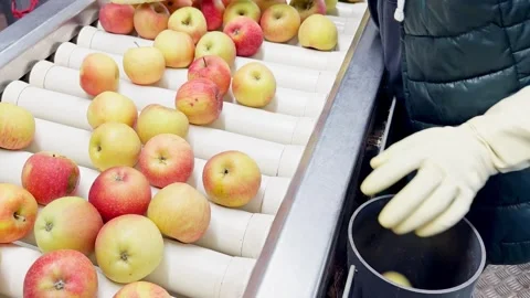 Woman in rubber gloves sorting Dalinsweet apples on a production line Video stock 305162302