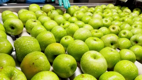 Woman in rubber gloves sorting green Granny Smith apples on a production line Stock Footage 305162029