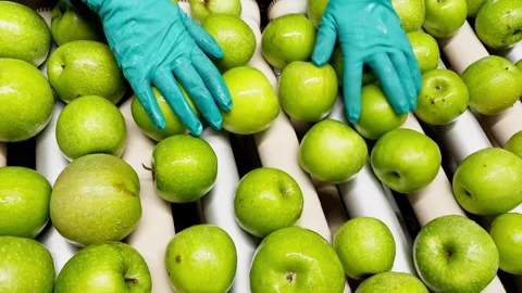 Woman in rubber gloves sorting green Granny Smith apples on a production line Stock Footage 305162041
