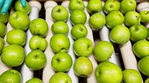 Woman in rubber gloves sorting green Granny Smith apples on a production line Stock Footage 305162050