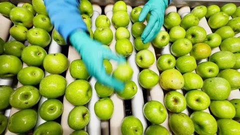 Woman in rubber gloves sorting green Granny Smith apples on a production line Stock Footage 305162081