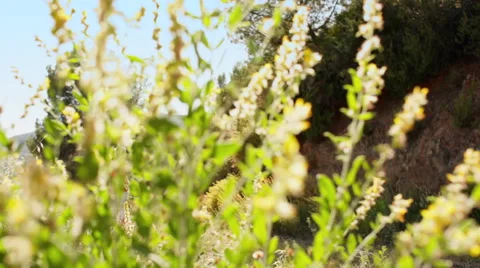 Woman running in countryside Stock Footage 43617618