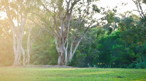 Woman running with a dog in the park Stock Footage