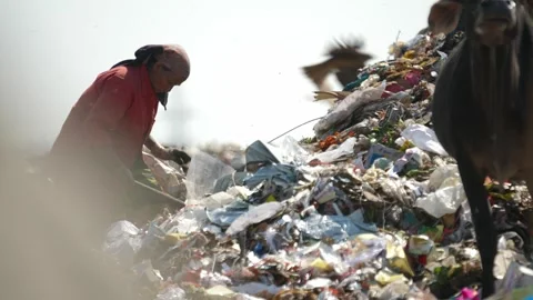 Woman In Sari Sorting Garbage By Hand Beside Cattle At Delhi Landfill Stock Footage 248056417