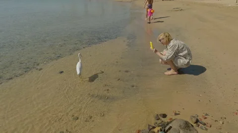 Woman sat down on sandy beach and shoots on mobilephone at White Heron walking Stock Footage 338263650