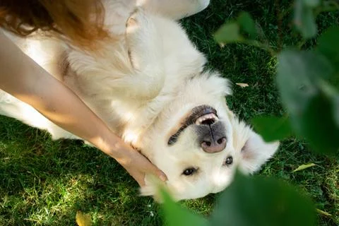 A woman scratches a cheerful happy golden retriever lying on a green lawn. Stock Photos