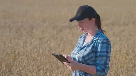 A woman is seen utilizing a tablet in a vast wheat field on a bright and sunny d Stock Footage 318016790
