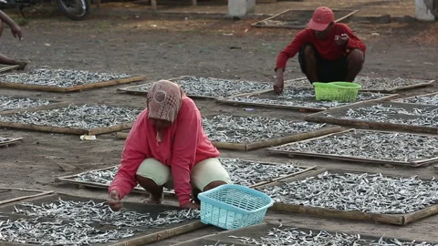 Woman select and classify dried anchovy near Boom beach in Banyuwangi, Stock Footage 132498687