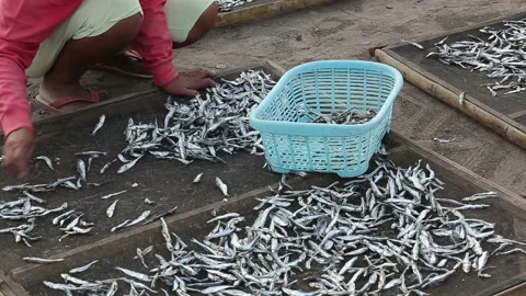 Woman select and classify dried anchovy near Boom beach in Banyuwangi, Stock Footage 132499880
