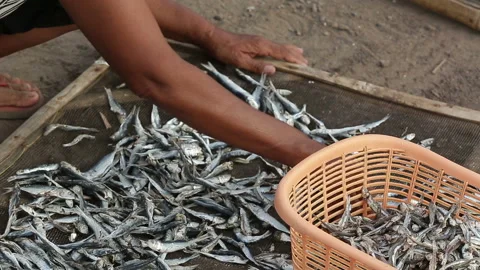 Woman select and classify dried anchovy near Boom beach in Banyuwangi, Stock Footage 132501607