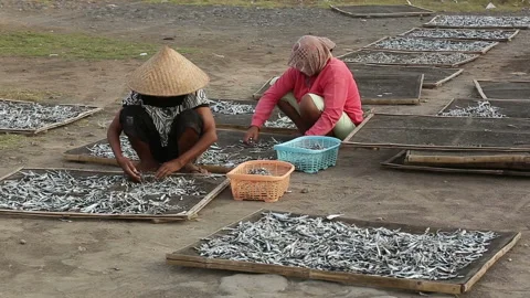 Woman select and classify dried anchovy near Boom beach in Banyuwangi, Stock Footage 132501851
