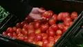 Woman Selecting Tomatoes In Produce HD Footage