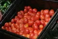 Woman Selecting Tomatoes In Produce Footage