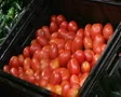 Woman Selecting Tomatoes In Produce SD Footage