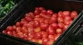 Woman Selecting Tomatoes In Produce HD Footage