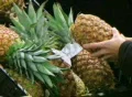 Woman Selects Pineapple Footage