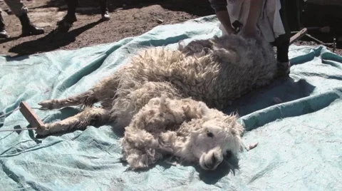 Woman shearing wool from llama with scissors Stock Footage