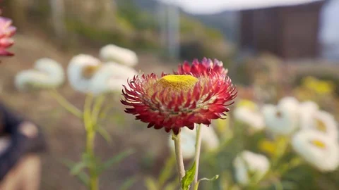 Woman sit down feeling alone while flower in front camera panning2 Stock Footage 128984959