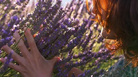 Woman smelling violet lavender flowers at lavender field in Provence, France . Stock Footage