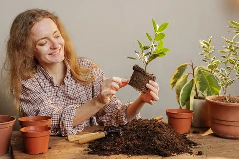 Woman Smiling While Preparing Indoor Plant for Repotting with Roots Exposed.. Stock Photos