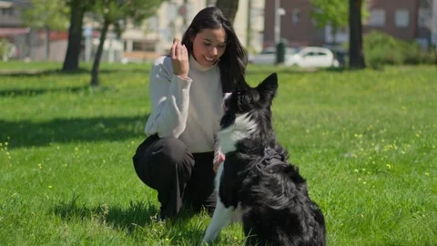 Woman smiling while training her smart border collie to give both paws in a park Stock Footage 332790496