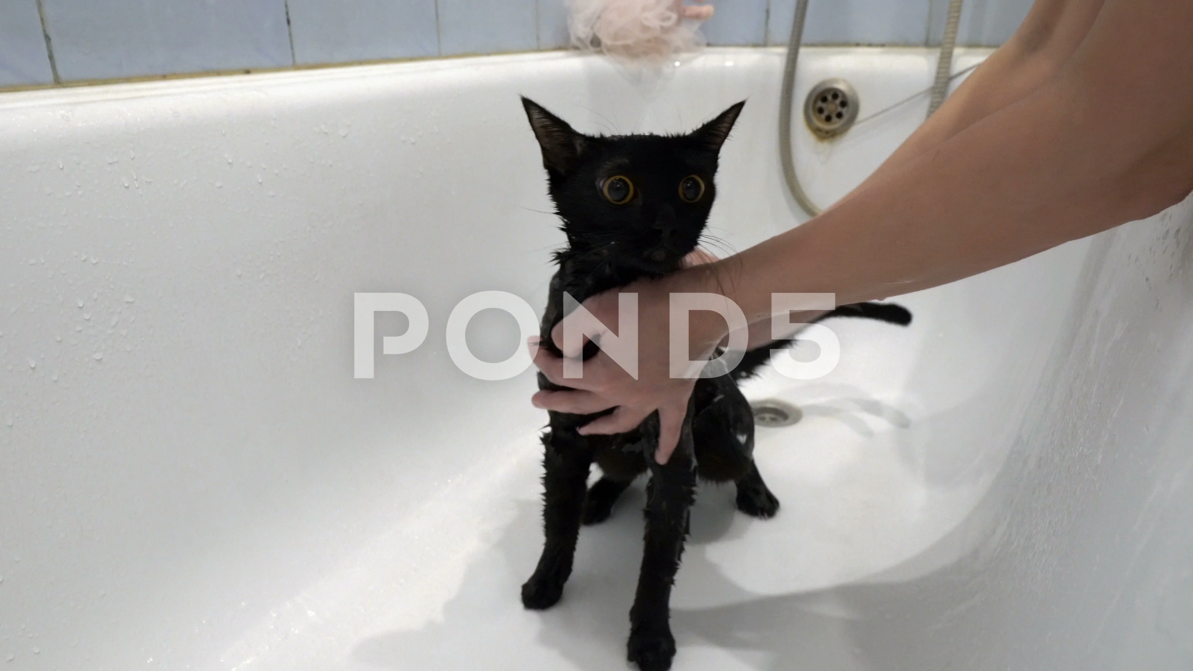 wet black cat