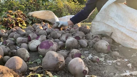 Woman Sorting Beets into Bag Stock Footage 317847369