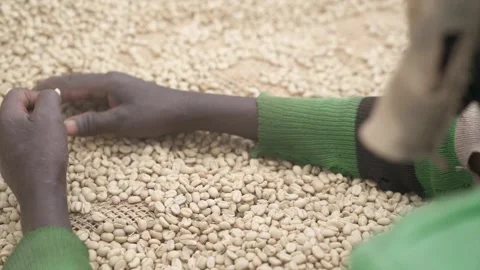 Woman sorting coffee beans on drying bed in Ethiopia Stock Footage 157340382