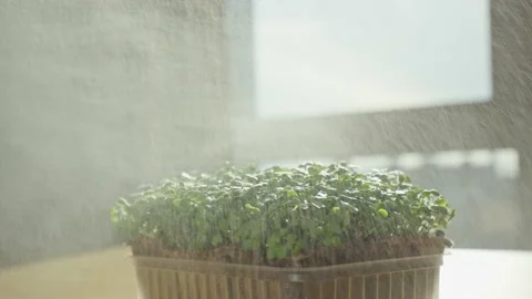 Woman sprayed microgreen Stock Footage 238994388