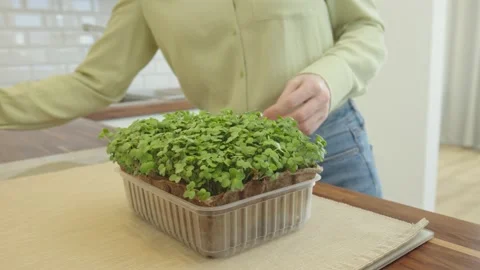 Woman sprayed microgreen Stock Footage 238994453