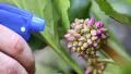 Woman sprays the water on beautiful purple flower. Watering HD Footage