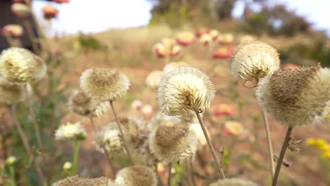 Woman stand feeling alone while flower in front camera panning2 Stock Footage 128984878