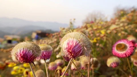 Woman stand feeling good while flower in front camera panning Stock Footage 128984186