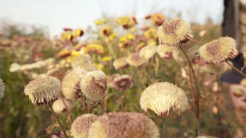 Woman stand feeling good while flower in front camera panning Stock Footage 128984422