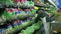 Woman Stocking Lettuce In Produce HD Footage