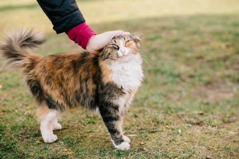 Woman stroking an amusing cat Stock-Fotos