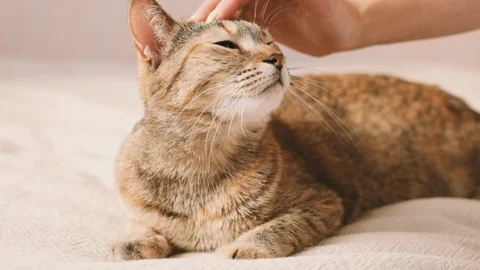 Woman stroking cat Stock Footage 120531274