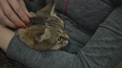 Woman Stroking a  Cat Lying on the Couch. Stock Footage 101204435