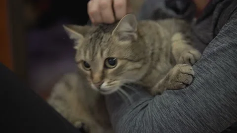 Woman Stroking a  Cat Lying on the Couch. Stock Footage 101204590