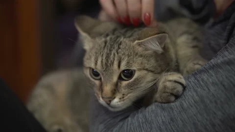 Woman Stroking a  Cat Lying on the Couch. Stock Footage 101204656