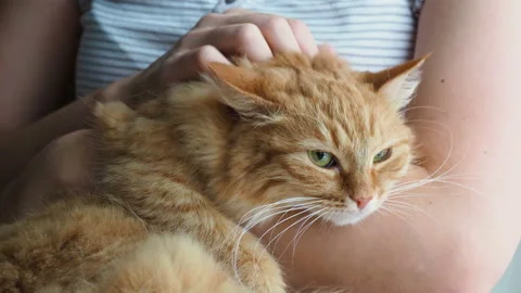 Woman stroking cute ginger cat lying in her arms. Very fluffy pet purrs closes Stock Footage