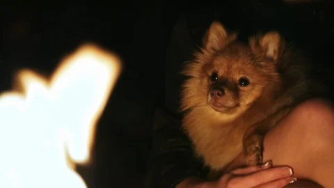 Woman stroking dog spitz sitting by the fire, the dog sits on owner hands Video stock 111968341
