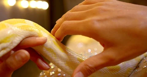 Woman is stroking large yellow python with red eyes, closeup of hands, danger Video stock 118694114